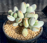 cotyledon orbiculata cv. round leaf form