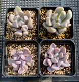 Graptoveria lilac spoons