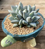 Pachyveria blue finger