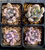 Graptoveria lilac spoons