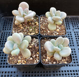 Graptopetalum 'custard'