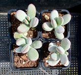 cotyledon orbiculata cv. round leaf form