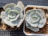Echeveria lilacina monstrose