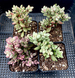 Crassula rogersii variegata