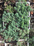 Sedum dasyphyllum 大姬星美人 Melbourne AustraliaSedum dasyphyllum 大姬星美人 Melbourne Australia MELBOURNE SYDNEY ADELAIDE QUEENSLAND CANBERRA VICTORIA NSW QUEENSLAND SOUTH AUSTRALIA ACT SUCCULENT 多肉 墨尔本 维多利亚 澳洲 澳大利亚 悉尼 新南威尔士 阿德莱德 南澳 昆士兰 布里斯本 黄金海岸 多肉植物 堪培拉