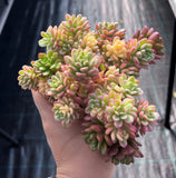 MELBOURNE SYDNEY ADELAIDE QUEENSLAND CANBERRA VICTORIA NSW QUEENSLAND SOUTH AUSTRALIA ACT SUCCULENT 多肉 墨尔本 维多利亚 澳洲 澳大利亚 悉尼 新南威尔士 阿德莱德 南澳 昆士兰 布里斯本 黄金海岸 多肉植物 堪培拉 Sedum joyce tulloch variegated 塔洛克锦