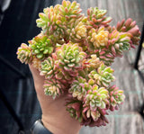 Sedum joyce tulloch variegata