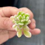 Sedum Joyce Tulloch variegata- cutting