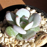 Echeveria Laui