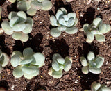 pachyphytum bracteosum