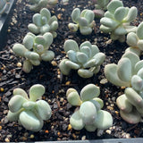 pachyphytum bracteosum