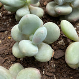 pachyphytum bracteosum