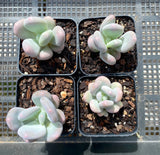 pachyphytum bracteosum