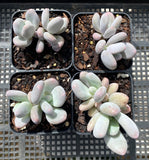 pachyphytum bracteosum