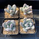 pachyphytum bracteosum
