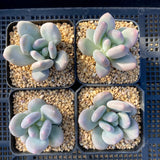 pachyphytum bracteosum