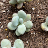 pachyphytum bracteosum