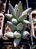 Pachyphytum coeruleum