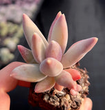 Pachyphytum coeruleum