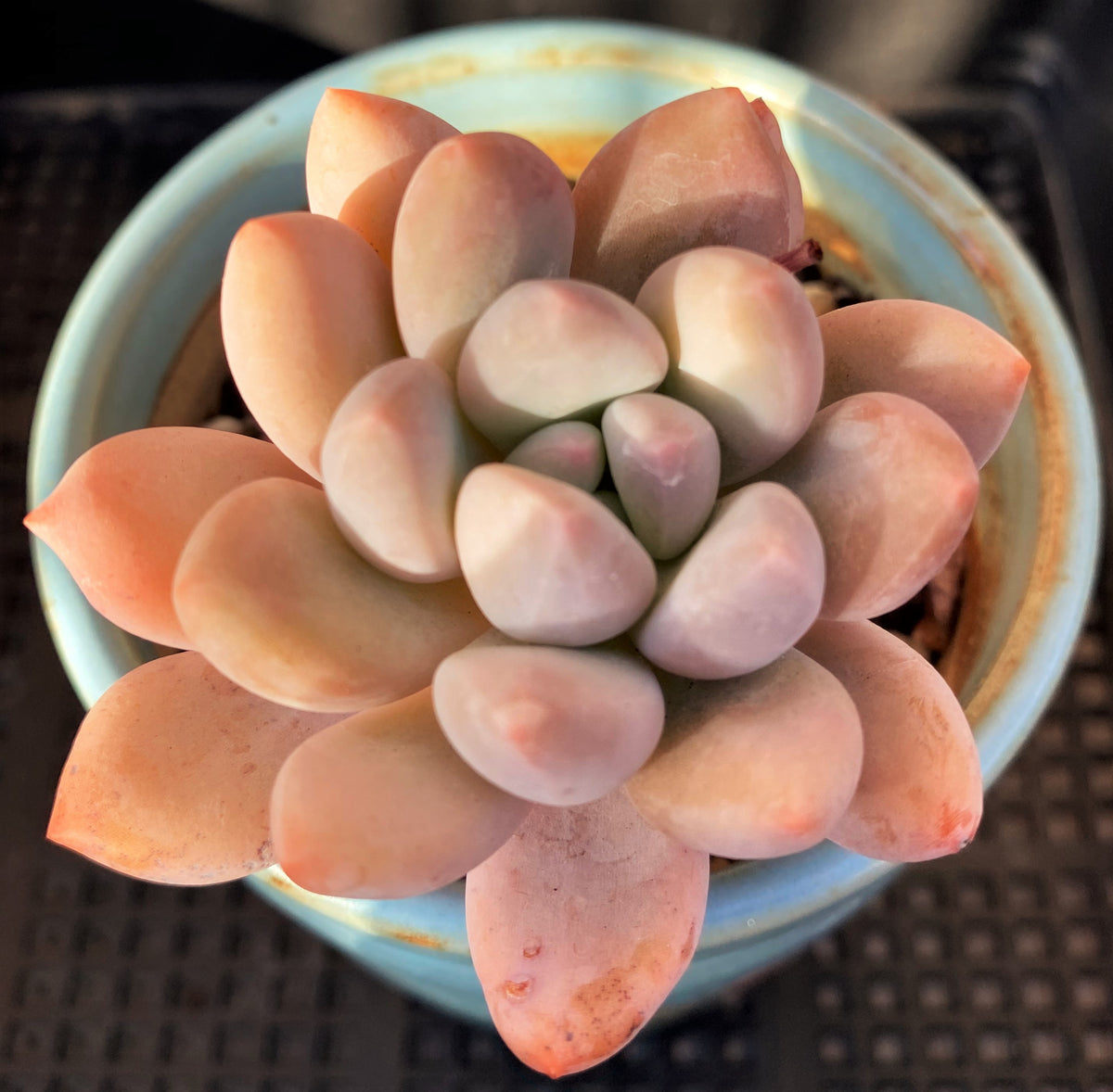 Pachyveria 'Elaine Reinelt'