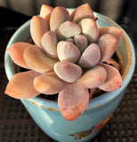 Pachyveria 'Elaine Reinelt' 香水 Melbourne MELBOURNE SYDNEY ADELAIDE QUEENSLAND CANBERRA VICTORIA NSW QUEENSLAND SOUTH AUSTRALIA ACT SUCCULENT 多肉 墨尔本 维多利亚 澳洲 澳大利亚 悉尼 新南威尔士 阿德莱德 南澳 昆士兰 布里斯本 黄金海岸 多肉植物 堪培拉  Australia