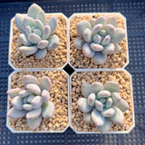 Pachyveria 'Elaine Reinelt'