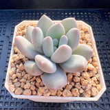 Pachyveria 'Elaine Reinelt'