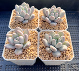 Pachyveria 'Elaine Reinelt'