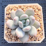 Pachyveria 'Elaine Reinelt'