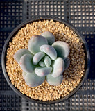 Pachyveria 'Elaine Reinelt'