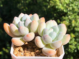Pachyveria 'Elaine Reinelt'