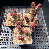 Crassula Baby's Necklace