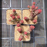 Crassula Baby's Necklace