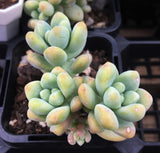 Sedum treleasei 'angel's tear‘ 天使之泪 Melbourne Australia