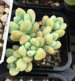 Sedum treleasei 'angel's tear‘ 天使之泪 Melbourne Australia