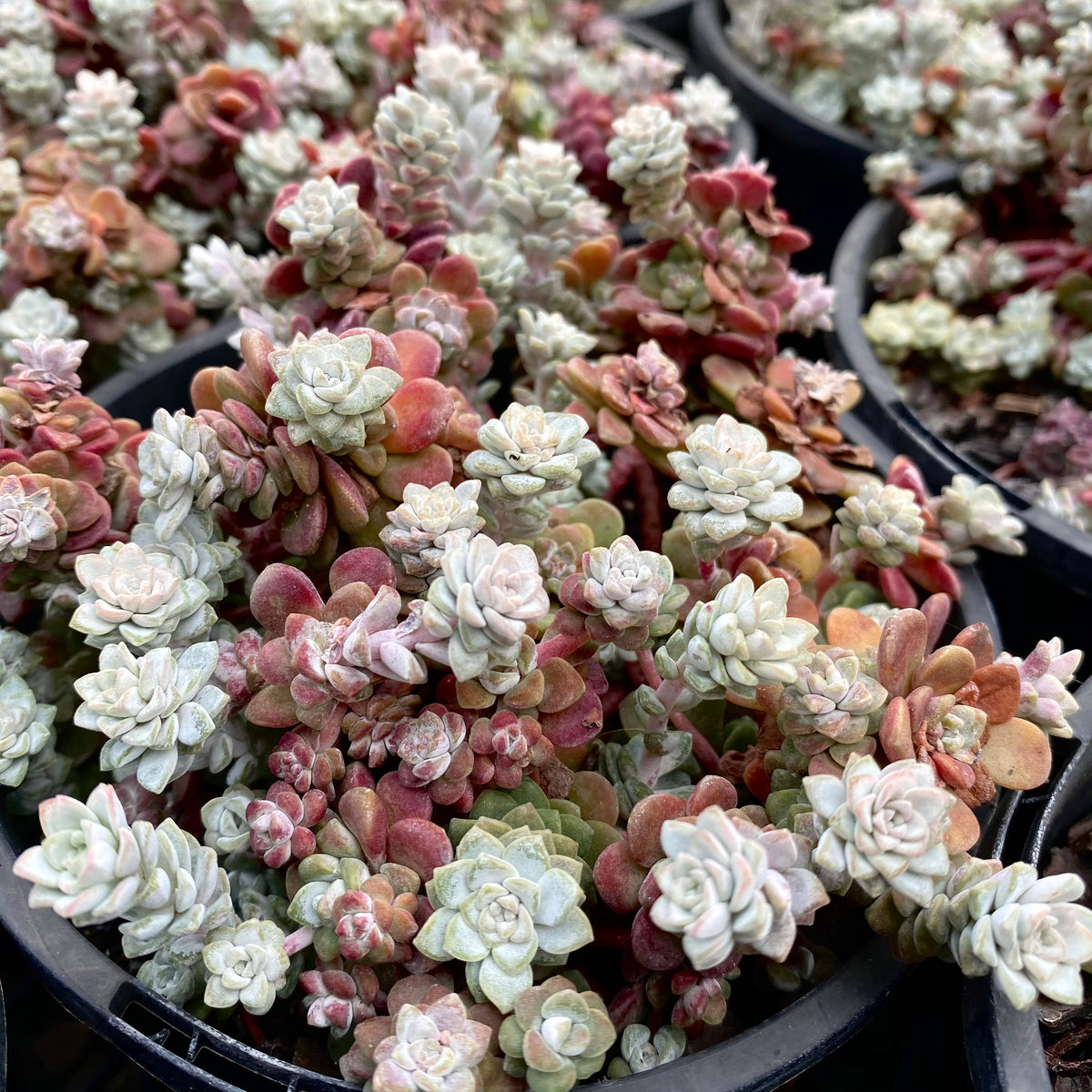 blob succulent sedum silver blob – RNT SUCCULENTS