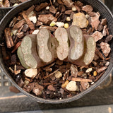 Haworthia truncata