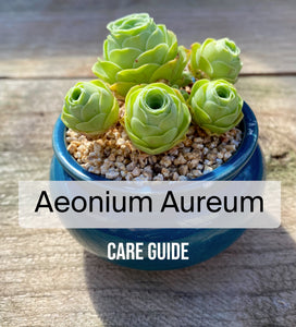 Aeonium Aureum care guide