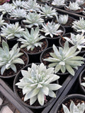 Dudleya farinosa