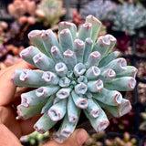 Echeveria Trumpet Pinky 'blue form'