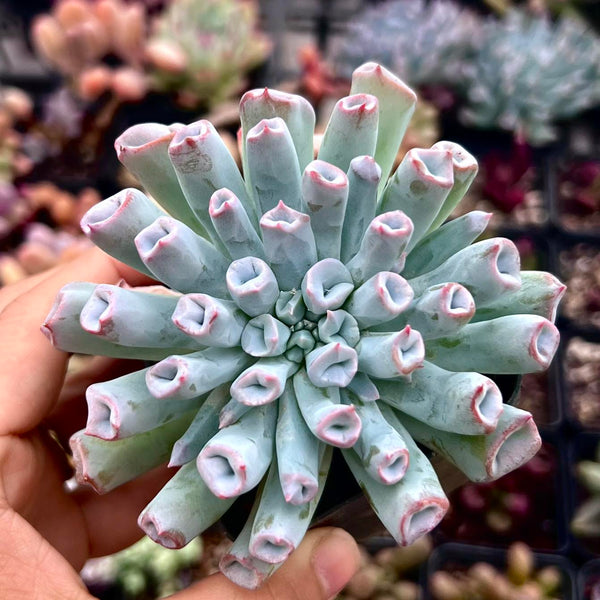 Echeveria Trumpet Pinky 'blue form'
