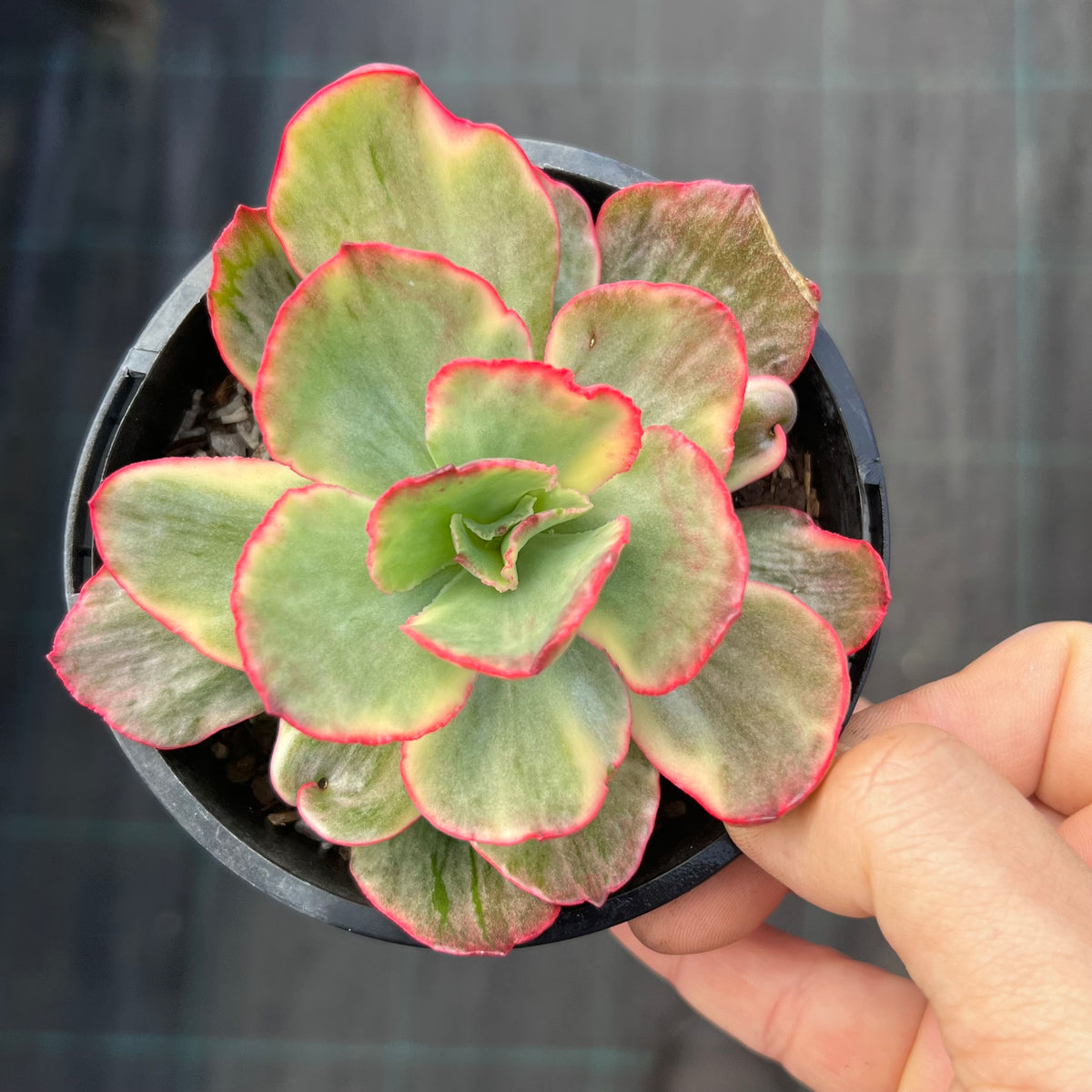 Echeveria Marijah yellow variegation – RNT SUCCULENTS