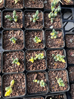 Corpuscularia lehmannii variegata