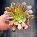Aeonium Alice