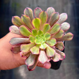 Aeonium Alice