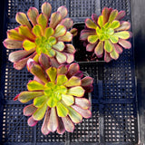 Aeonium Alice