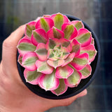Aeonium Allure