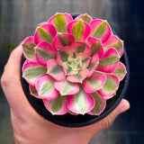 Aeonium Allure