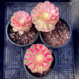 Aeonium Allure