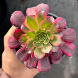 Aeonium Anna